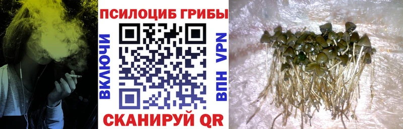 Псилоцибиновые грибы Psilocybine cubensis  Купить закладки  Певек 